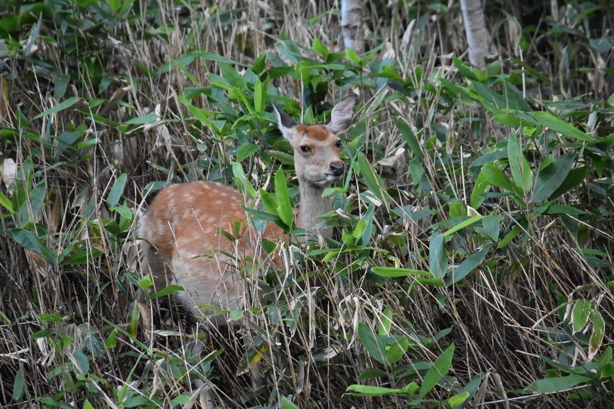 f:id:on-yasuken:20210813172902j:plain