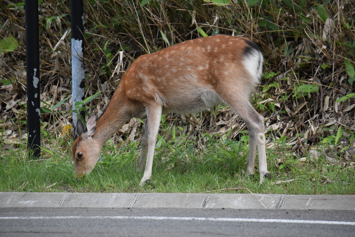 f:id:on-yasuken:20210813173049j:plain