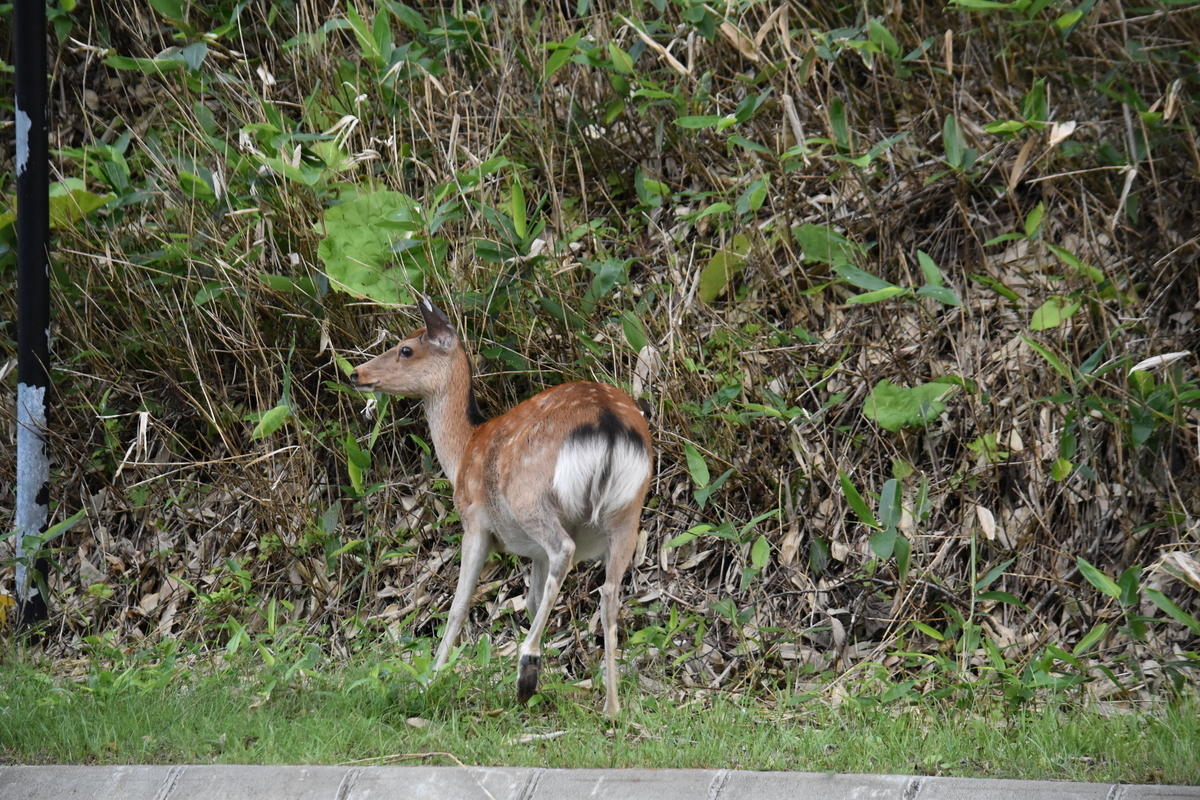 f:id:on-yasuken:20210813173108j:plain