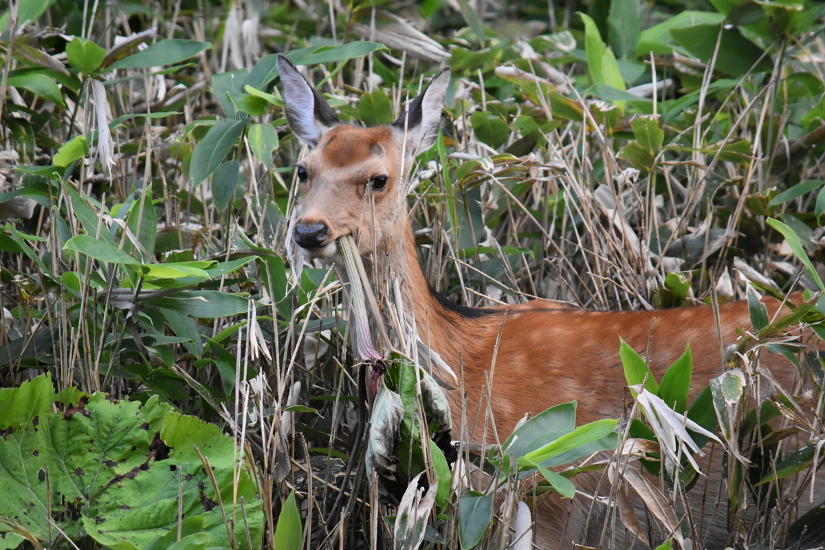 f:id:on-yasuken:20210813173829j:plain