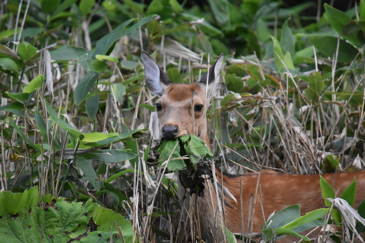 f:id:on-yasuken:20210813173848j:plain