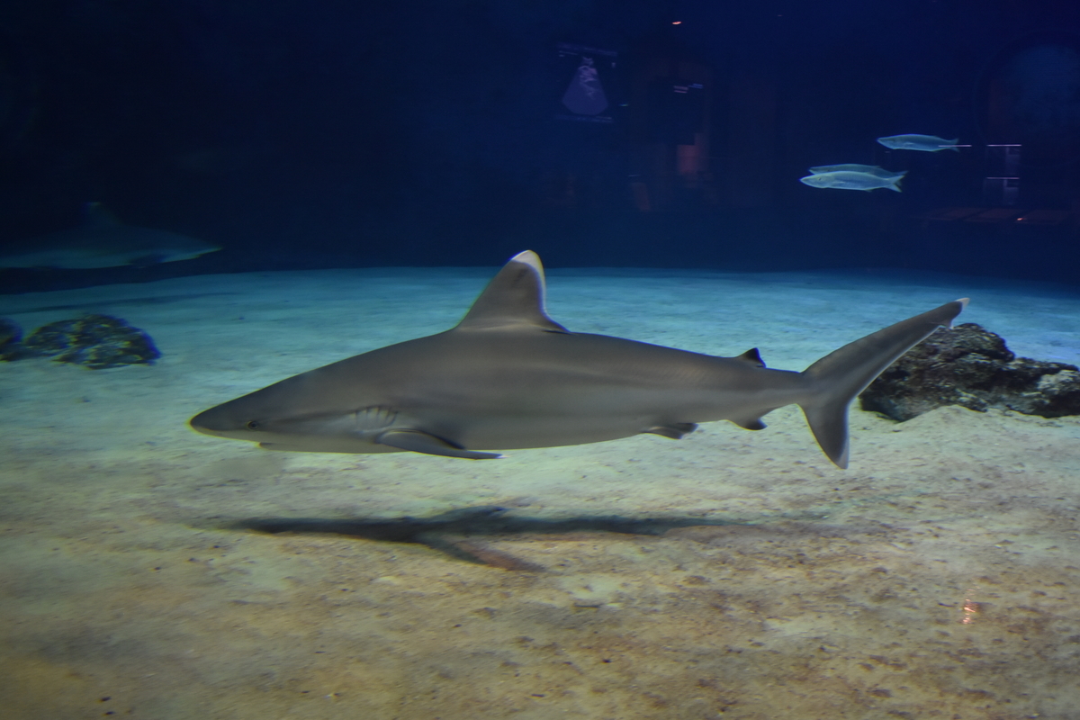 美ら海水族館の大きなさかな ｏｎの日記