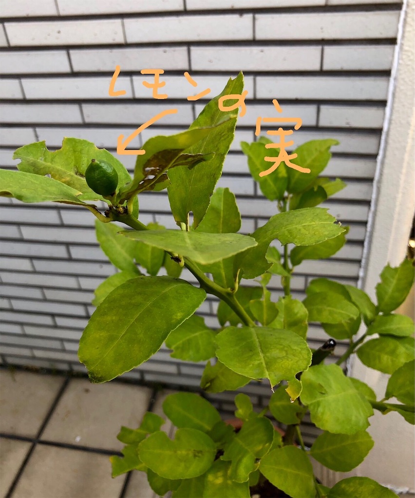 f:id:onakasan4649:20220708163912j:image