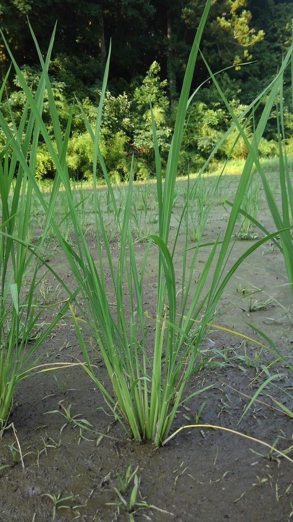 f:id:onansasa:20181025063607j:plain