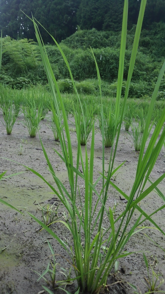 f:id:onansasa:20181121210933j:plain f:id:onansasa:20181121210933j:plain