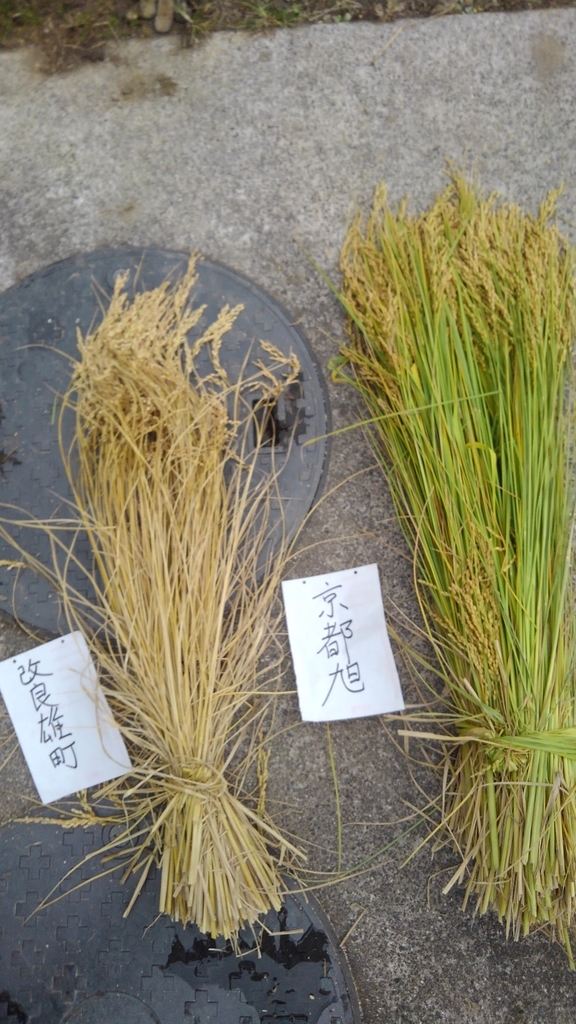 f:id:onansasa:20181121211105j:plain f:id:onansasa:20181121211105j:plain