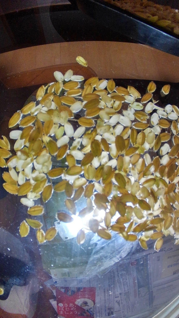 f:id:onansasa:20190106125409j:plain f:id:onansasa:20190106125409j:plain