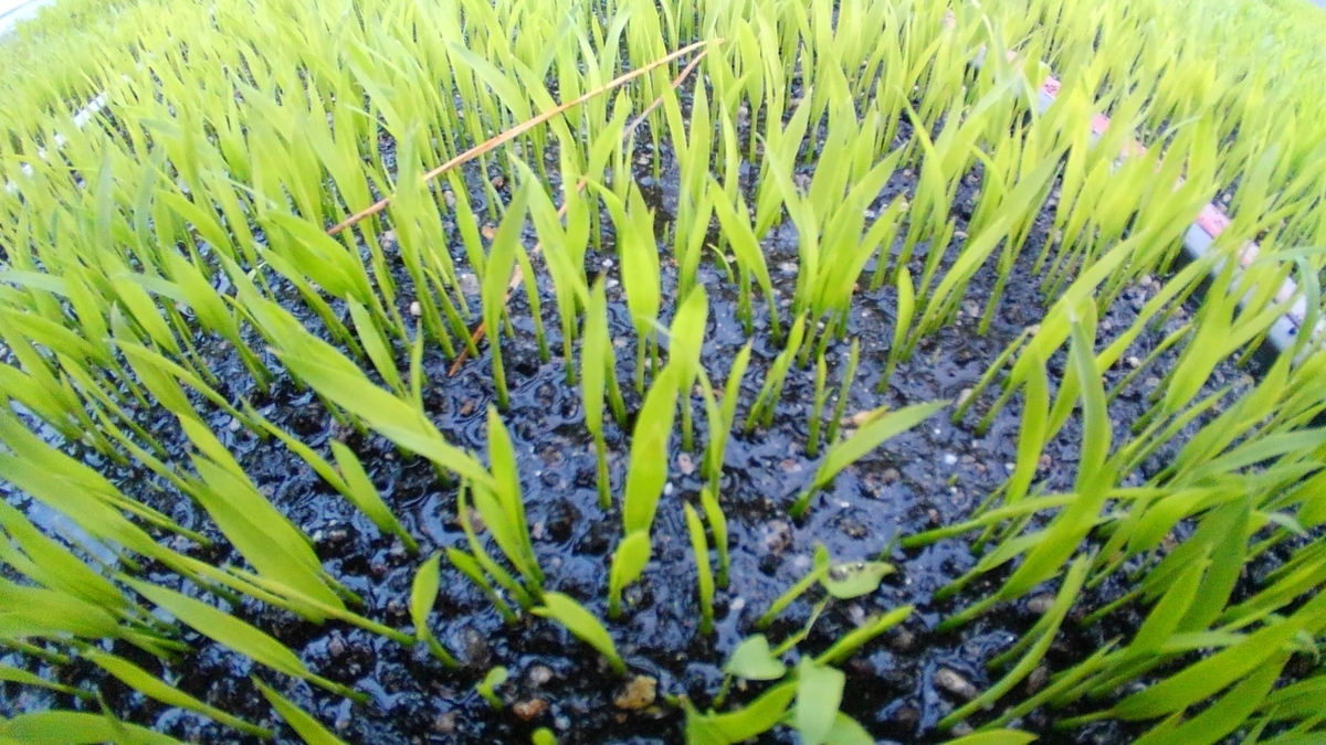 f:id:onansasa:20190501150905j:plain