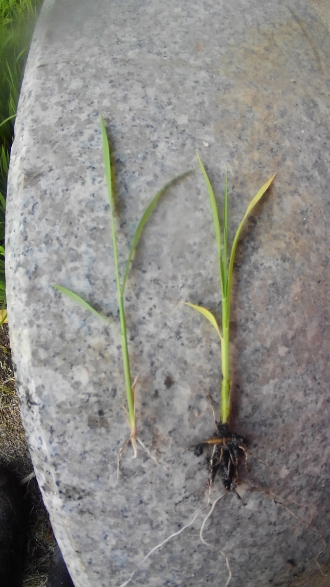 f:id:onansasa:20190523175120j:plain