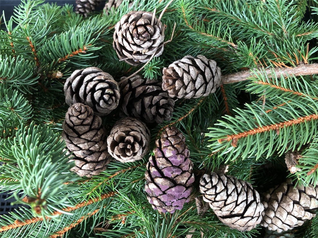 f:id:onboroALFA:20191204221239j:image