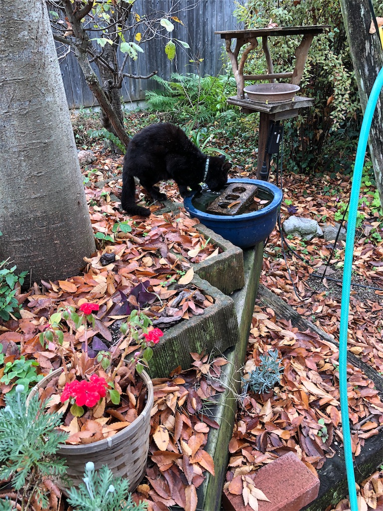 f:id:onboroALFA:20191204221309j:image