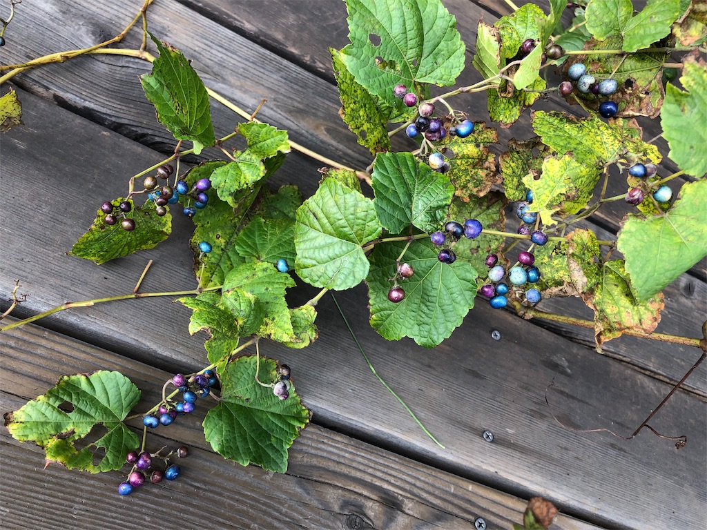 f:id:onboroALFA:20191204221725j:image