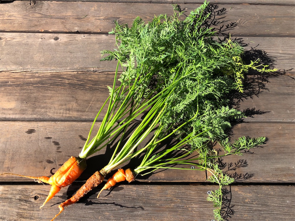 f:id:onboroALFA:20221213132317j:image f:id:onboroALFA:20221213132317j:image