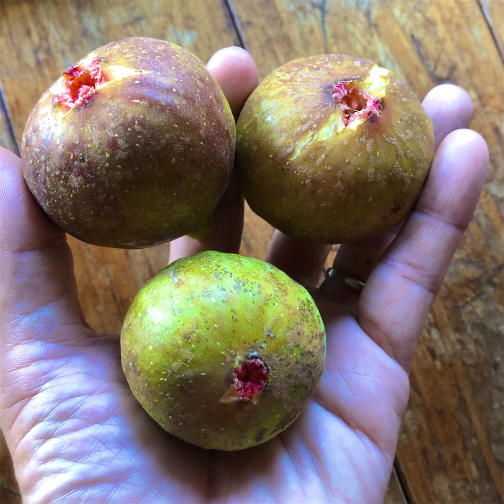 f:id:onboroALFA:20240903131534j:image