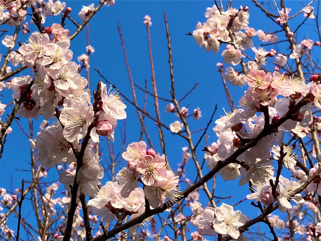 f:id:onboroALFA:20250323120358j:image f:id:onboroALFA:20250323120358j:image