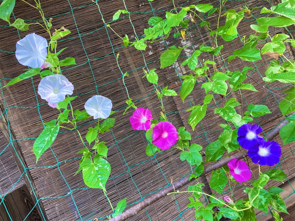 f:id:onboroALFA:20250912103628j:image