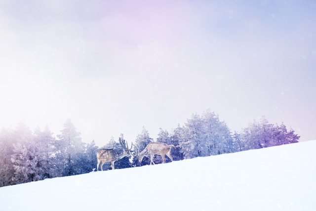 f:id:onchinoff:20190105100859j:plain f:id:onchinoff:20190105100859j:plain