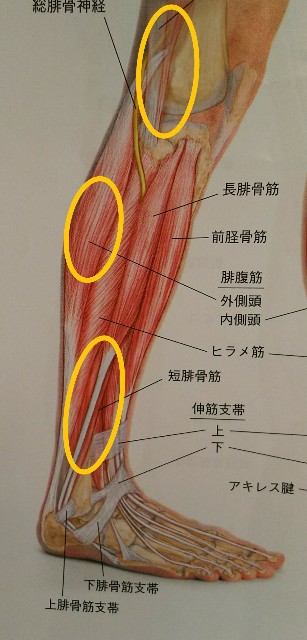 f:id:onda-pt-nikki:20180620134231j:image f:id:onda-pt-nikki:20180620134231j:image
