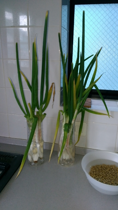 f:id:ondonpi:20190507094905p:plain f:id:ondonpi:20190507094905p:plain