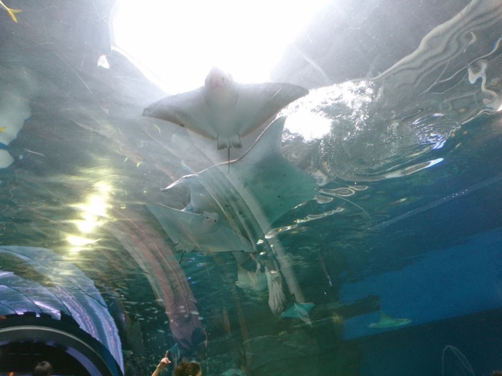 f:id:one-chance:20170815152922j:plain