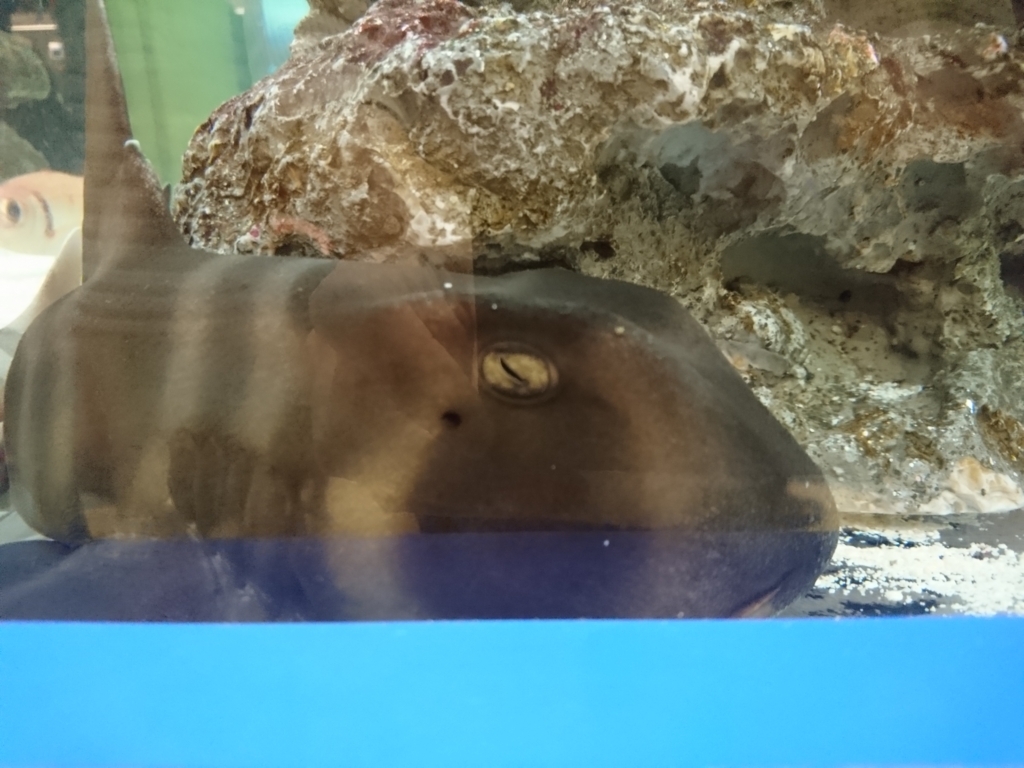 f:id:one-chance:20170815153311j:plain