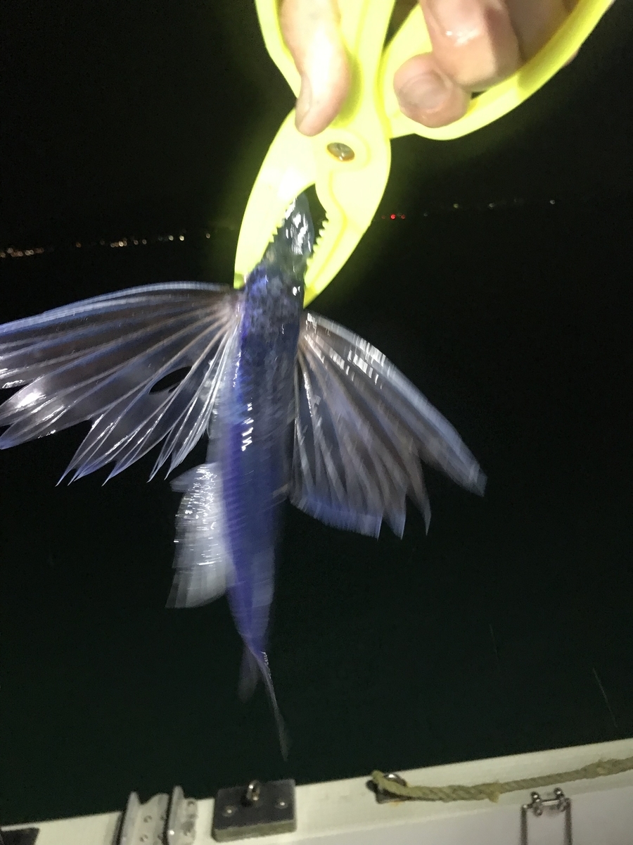 駿河湾海物語 清水港 太刀魚 夜釣り サバ アジ トビウオ ジグ オモック jの Blog 駿河湾海物語 清水港 太刀魚 夜釣り サバ アジ トビウオ ジグ オモック jの Blog