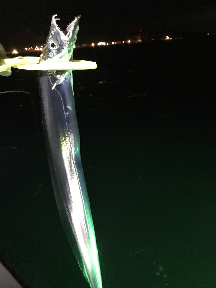清水港 太刀魚 夜釣り ルアー エサ釣り 極太 初釣り ｊの Blog
