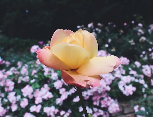 アンナチュラルとlemon 宛名のないファンレター