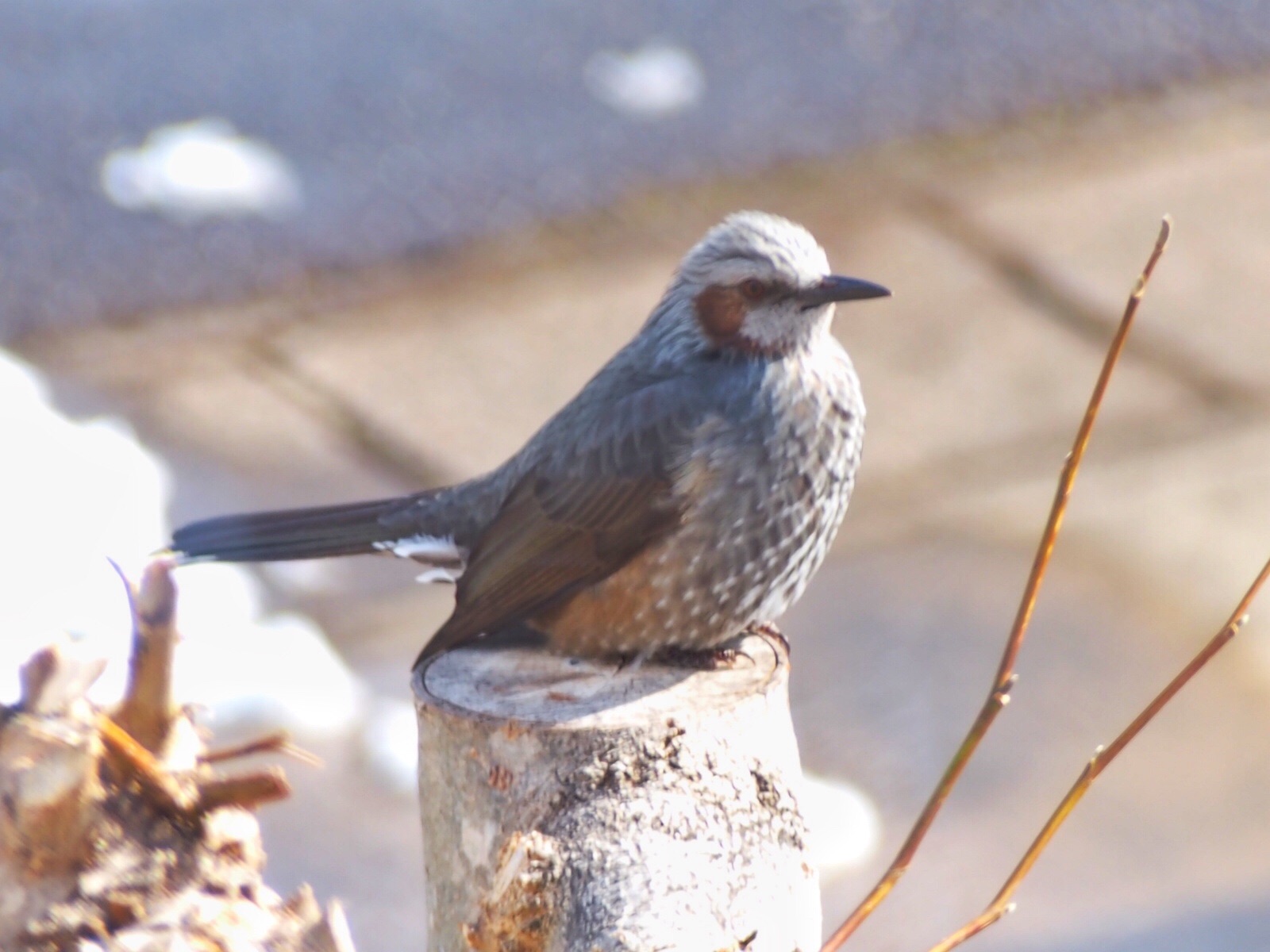 f:id:one00one:20170123132227j:plain