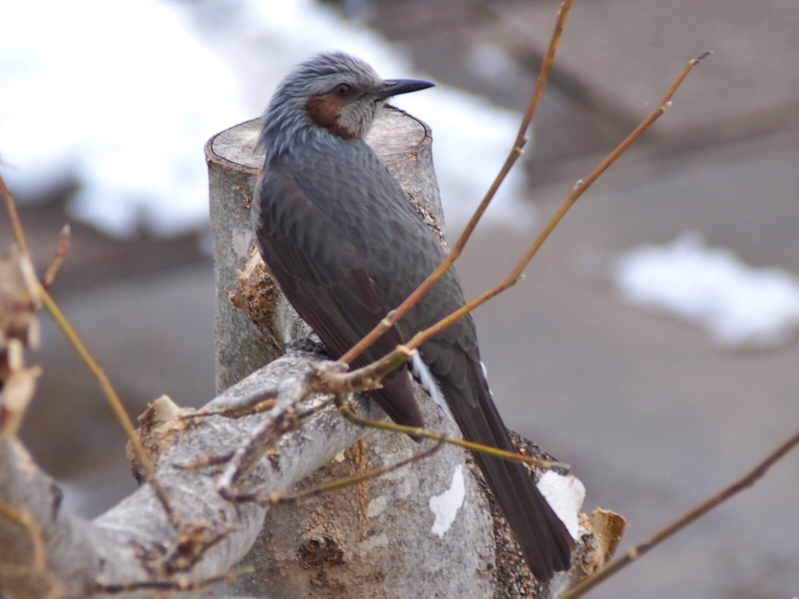 f:id:one00one:20170123132752j:plain