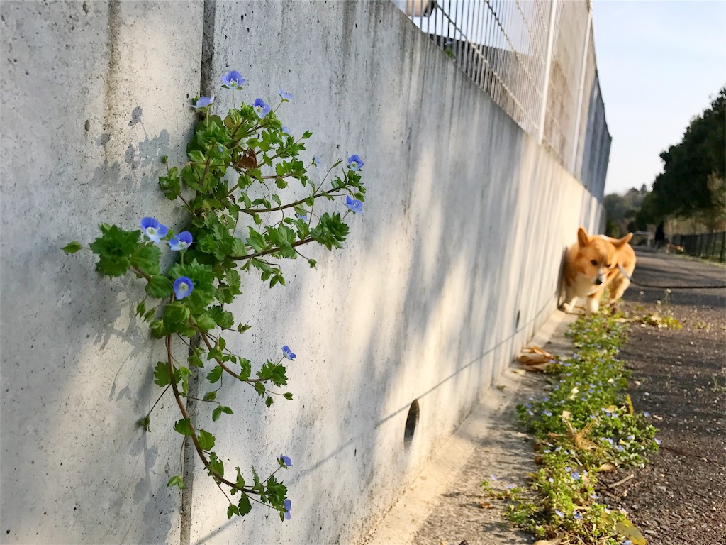 f:id:one00one:20170414210415j:image