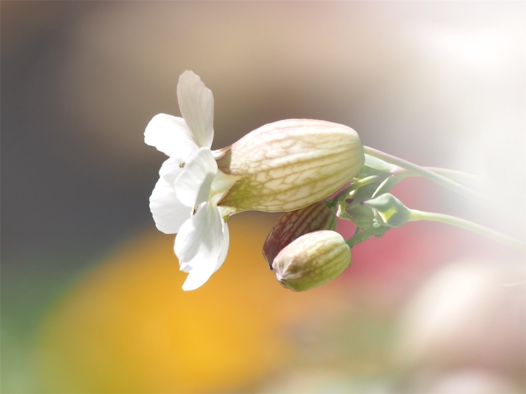 f:id:one00one:20170502164130j:plain