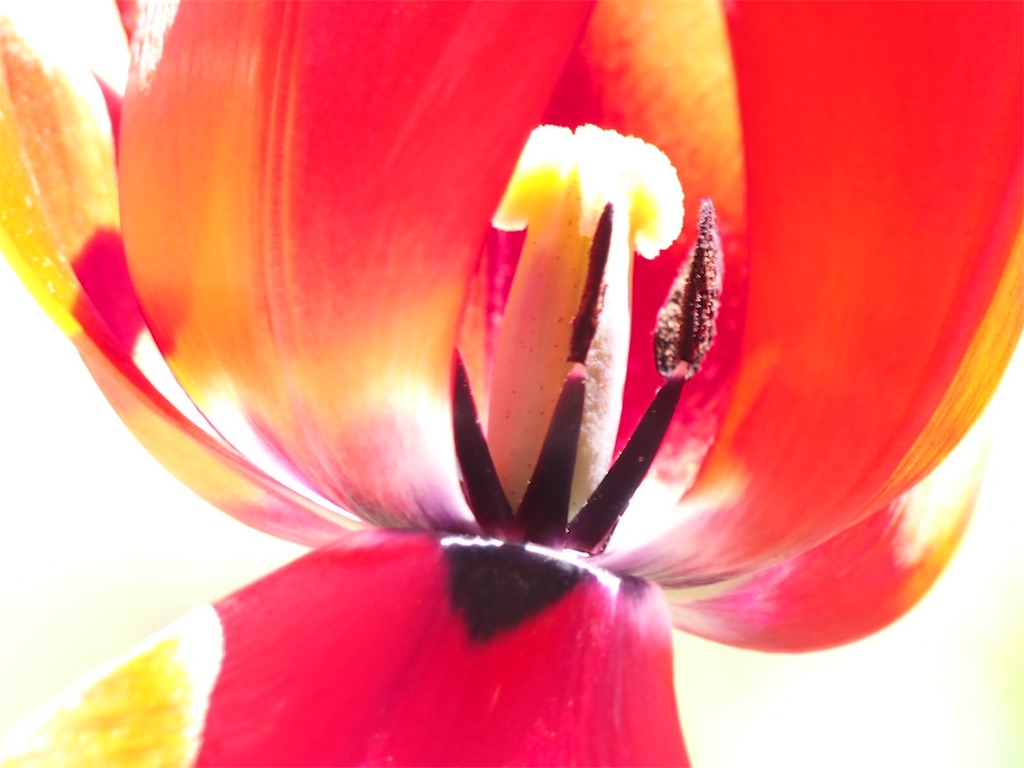 f:id:one00one:20170502164148j:plain