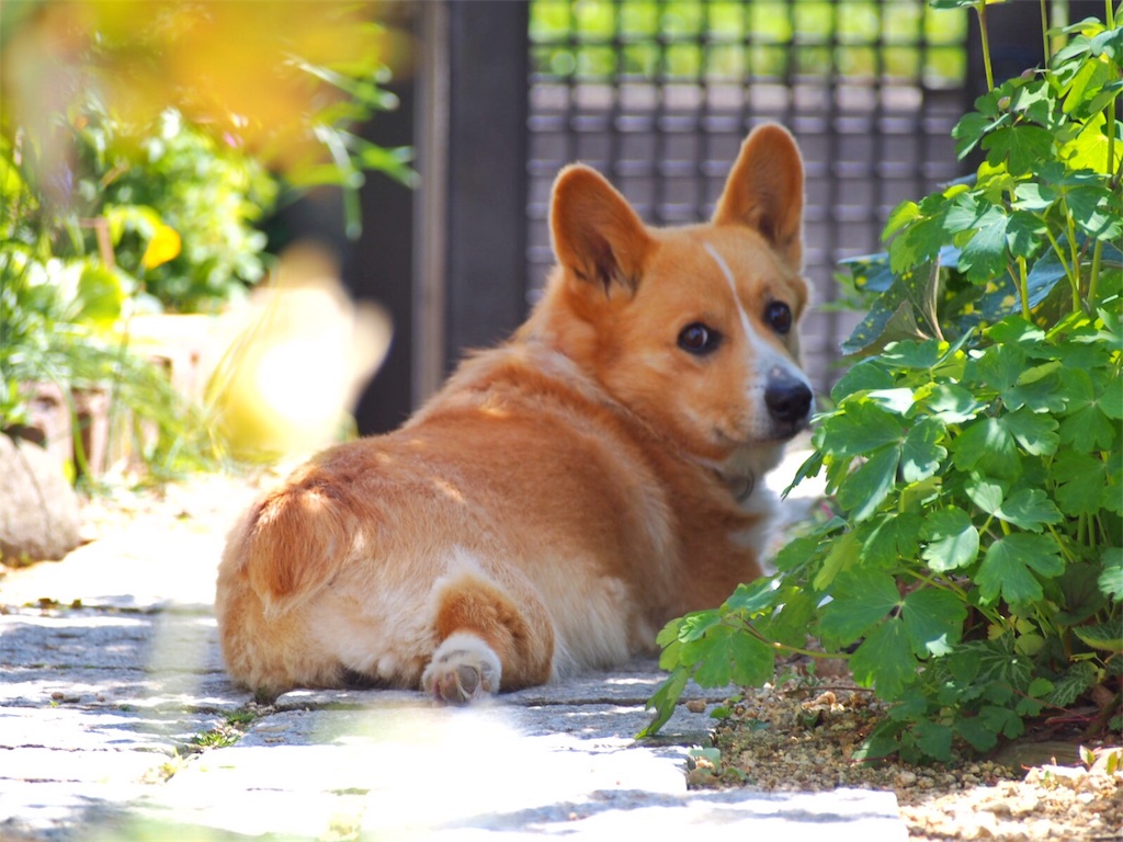 f:id:one00one:20170502164209j:plain