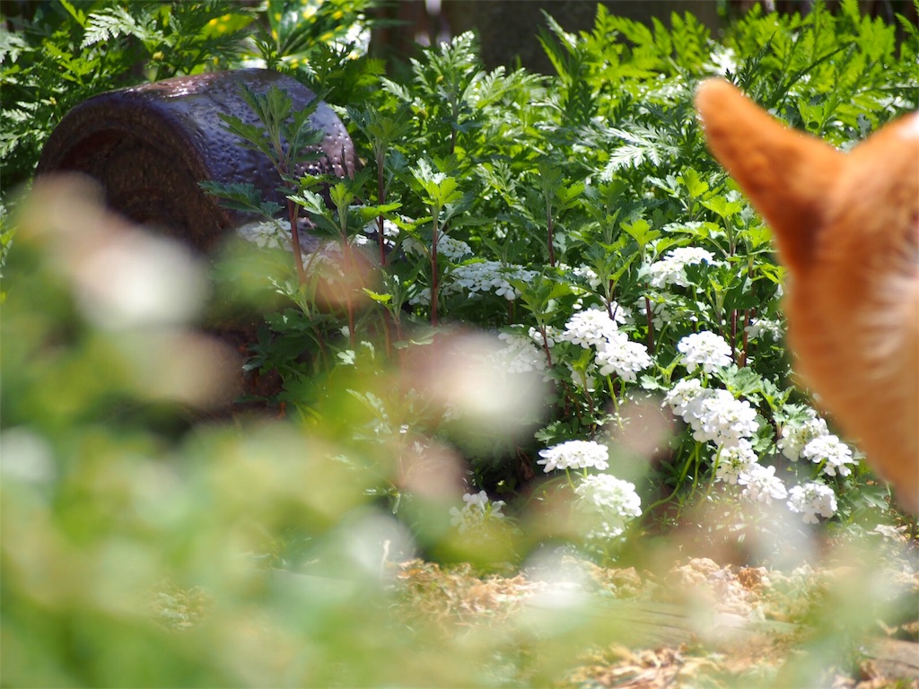 f:id:one00one:20170502164213j:plain