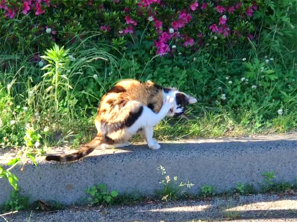 f:id:one00one:20170612155253j:plain