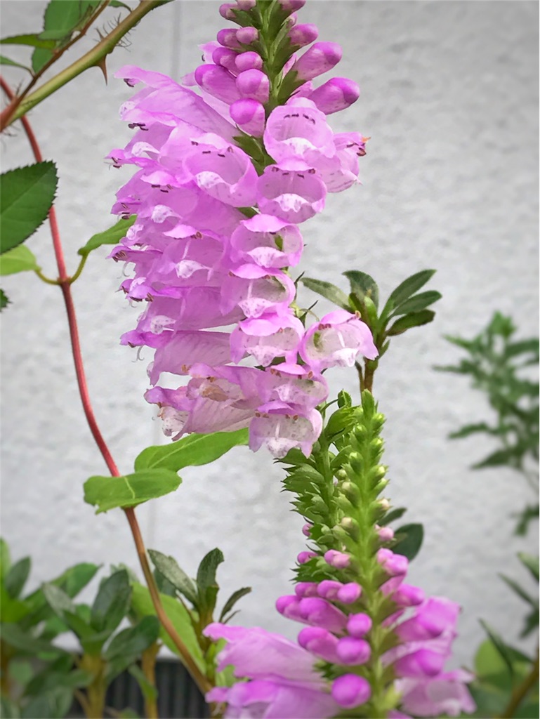 f:id:one00one:20170912175834j:plain