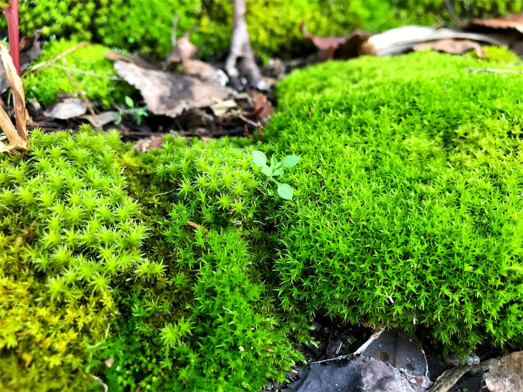 f:id:one00one:20170912175852j:plain