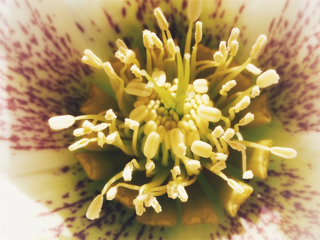 f:id:one00one:20180405134118j:plain