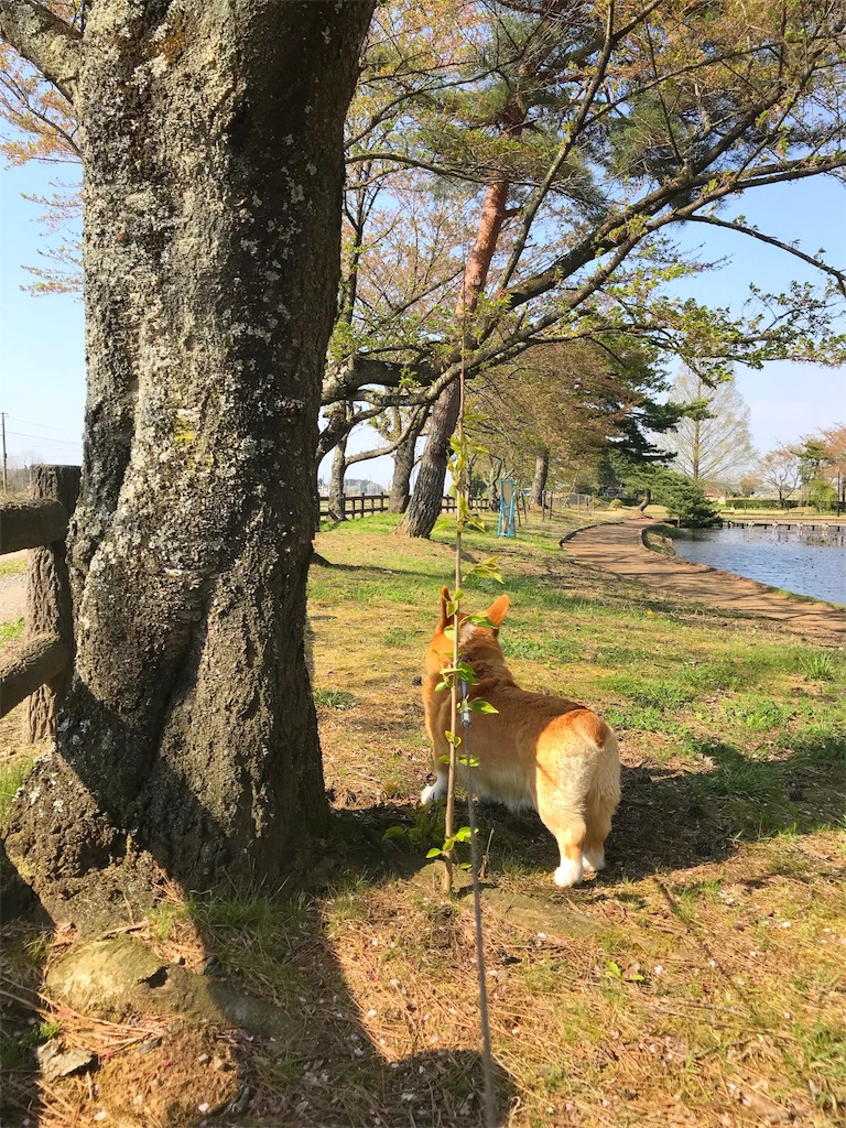 f:id:one00one:20180420185705j:plain f:id:one00one:20180420185705j:plain