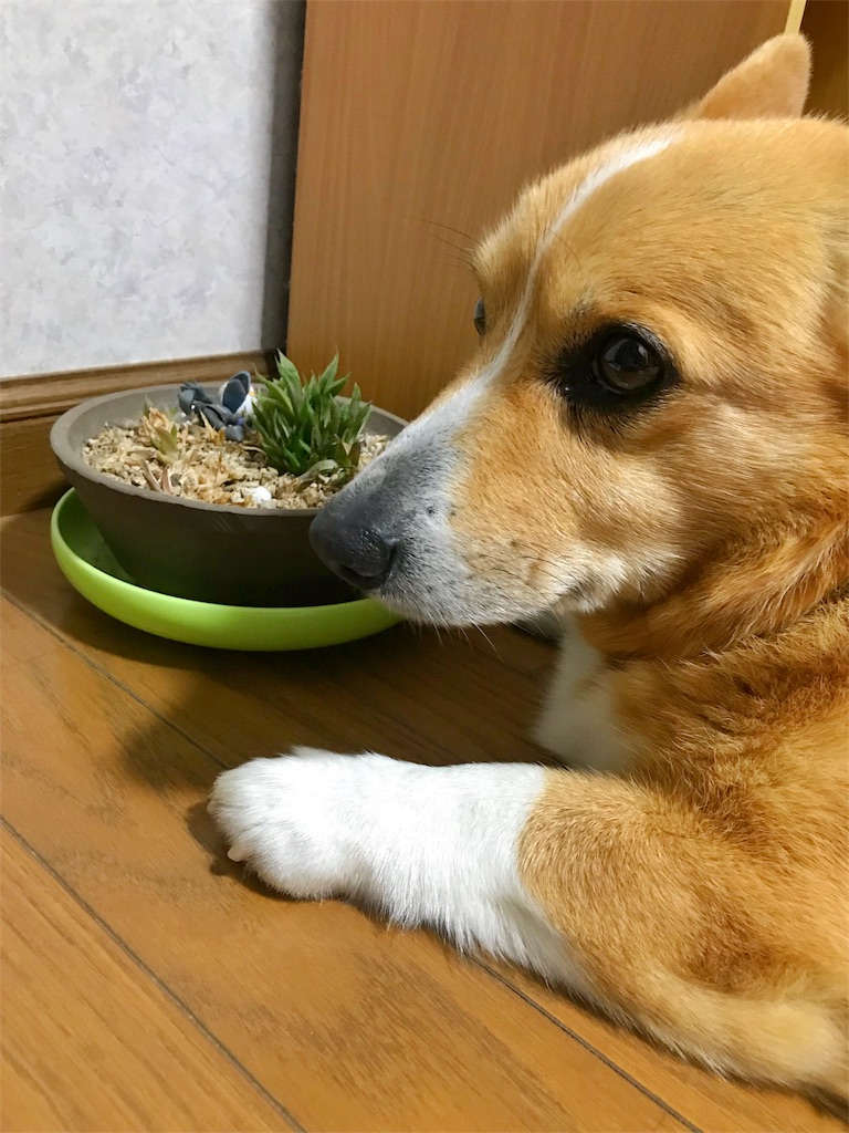 f:id:one00one:20180420185819j:plain f:id:one00one:20180420185819j:plain