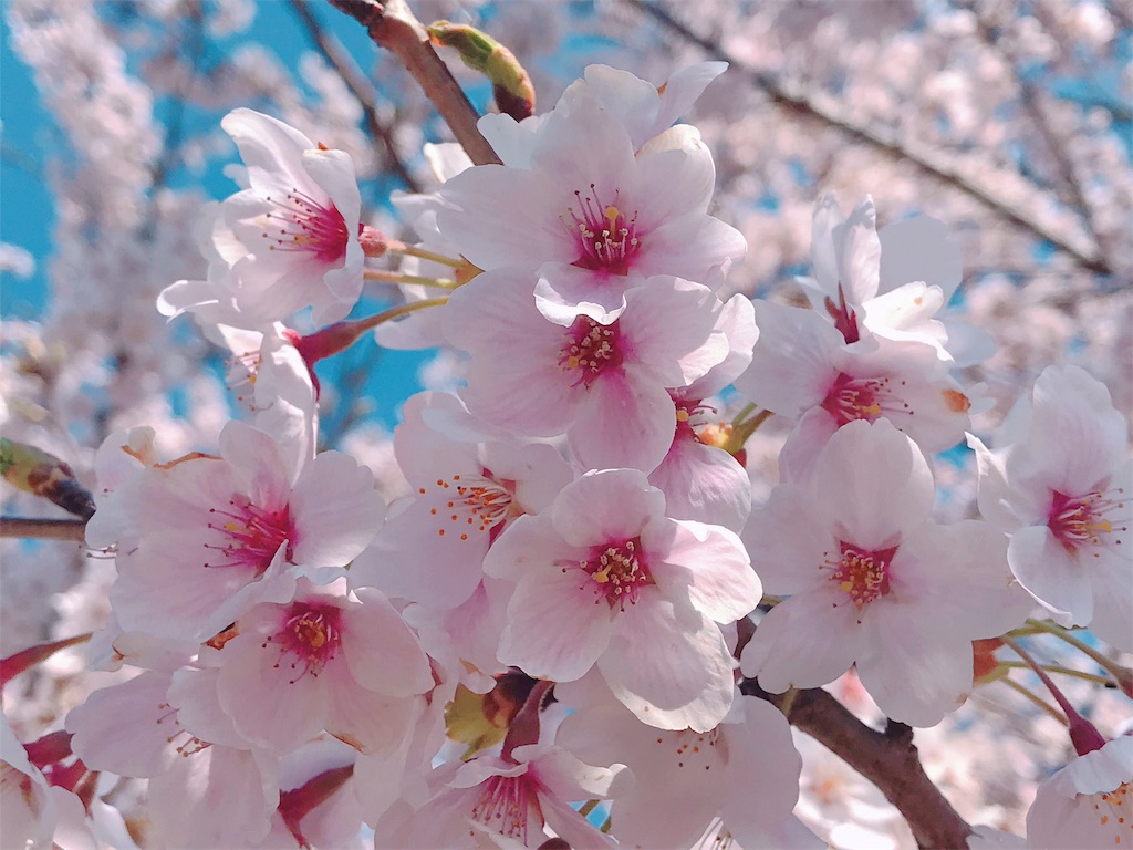 f:id:one00one:20190419092141j:plain