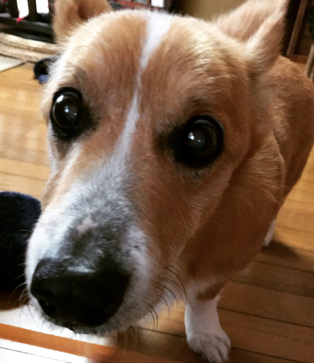 f:id:one00one:20200205114738j:plain