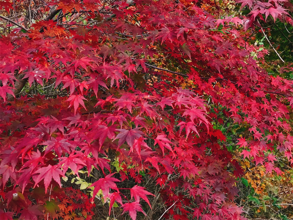 f:id:one00one:20201112181651j:plain