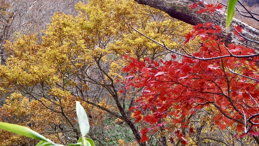 f:id:one00one:20201126085200j:plain