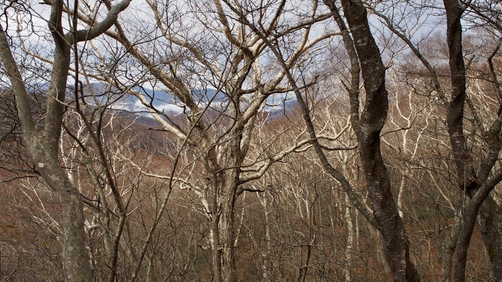 f:id:one00one:20201126103416j:plain