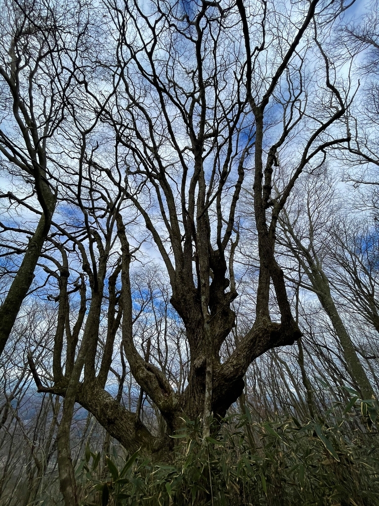 f:id:one00one:20201202094356j:plain