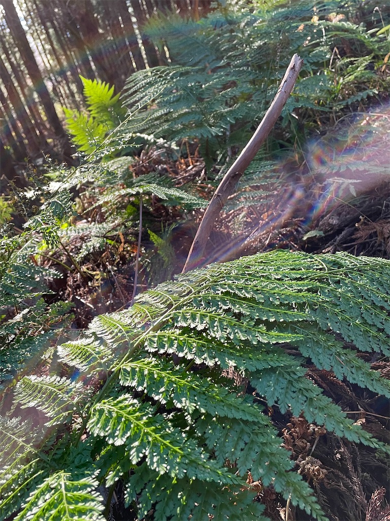 f:id:one00one:20201208140807j:plain