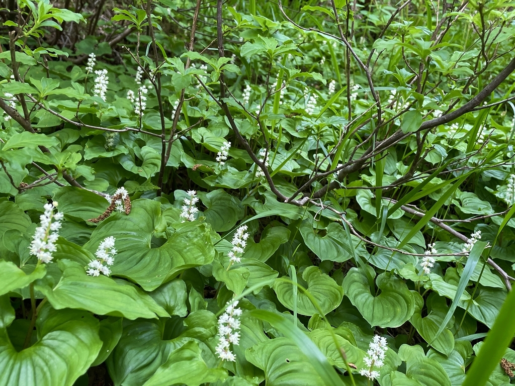 f:id:one00one:20210614171804j:plain