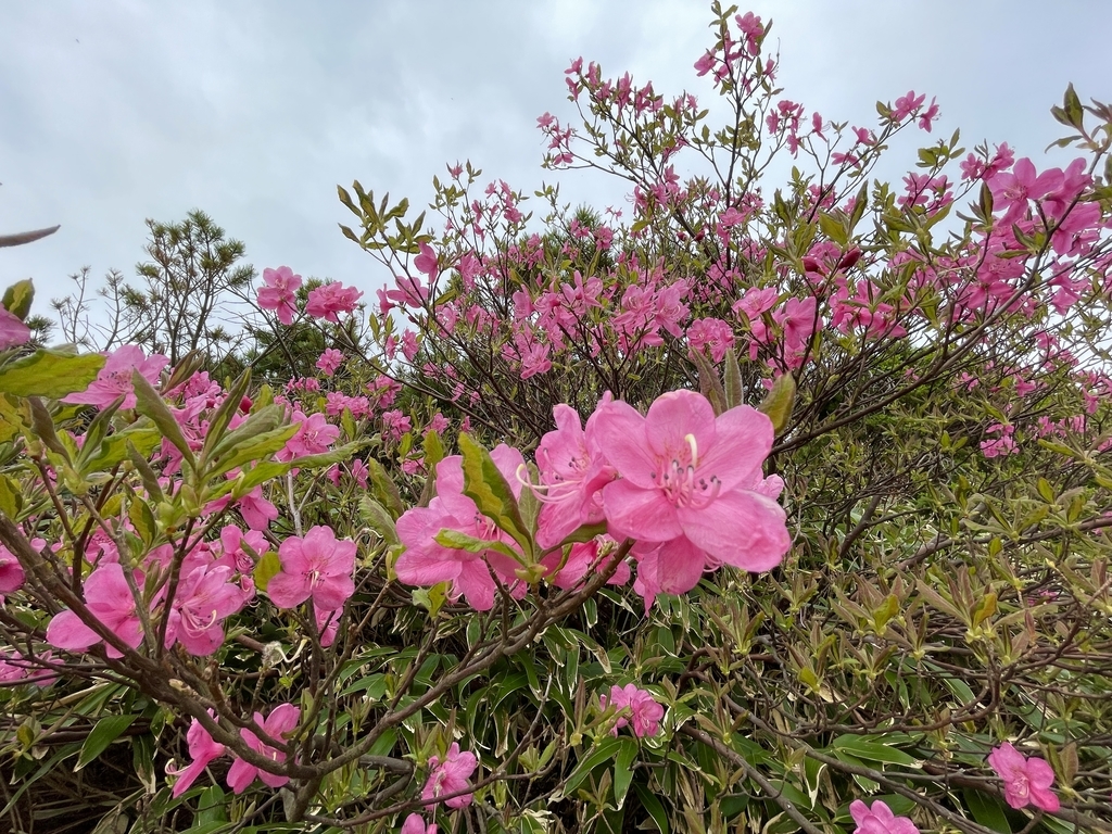 f:id:one00one:20210614172020j:plain